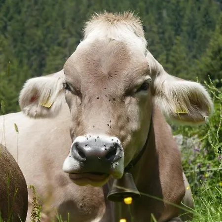 Hof Im Feld * Schruns