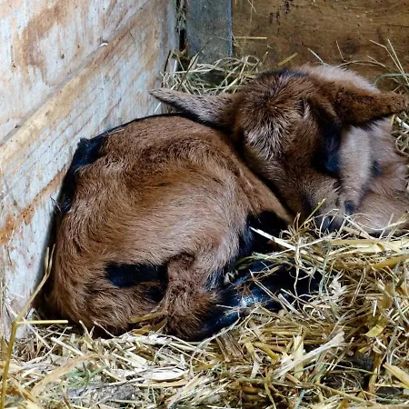 Hof Im Feld * Schruns