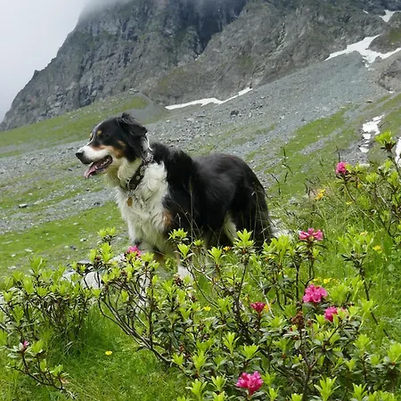 Apartamento Hof Im Feld Schruns