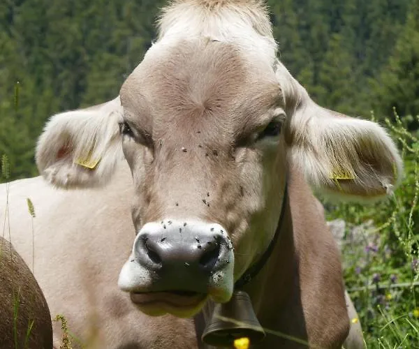 Hof Im Feld * Schruns